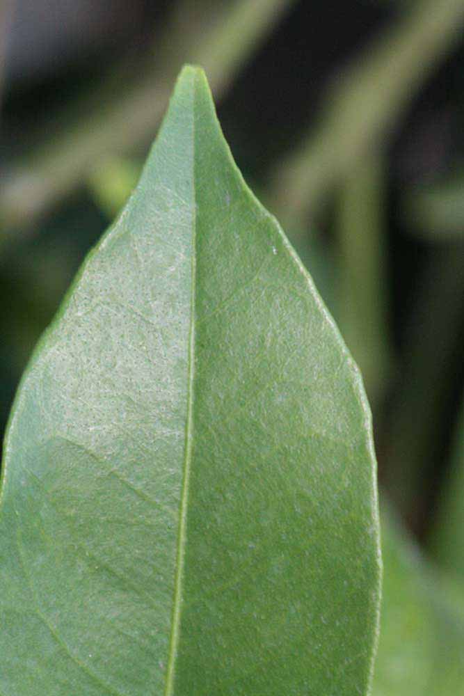              Margin (Riverside, CA)       